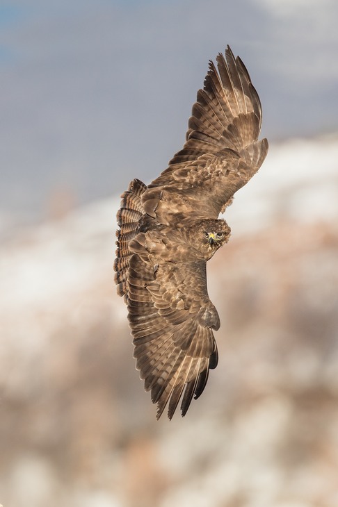 common buzzard