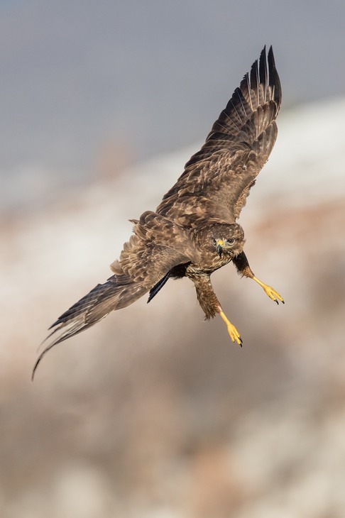 common buzzard