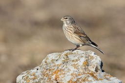 linnet