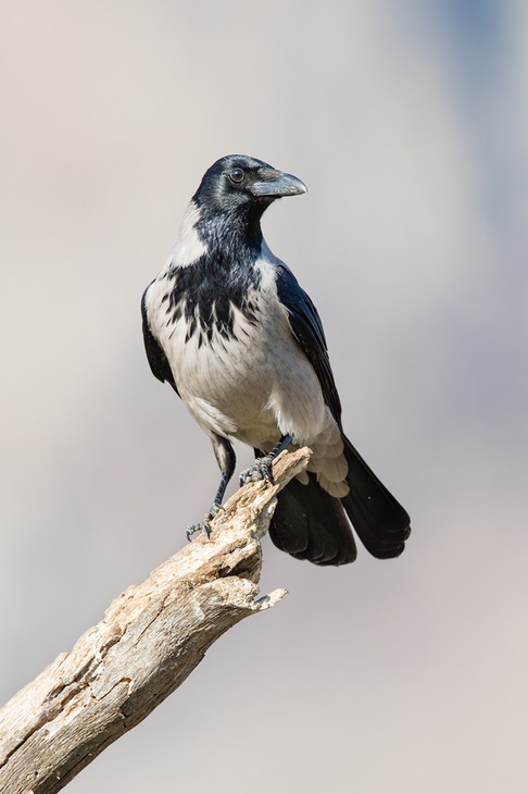 hooded crow