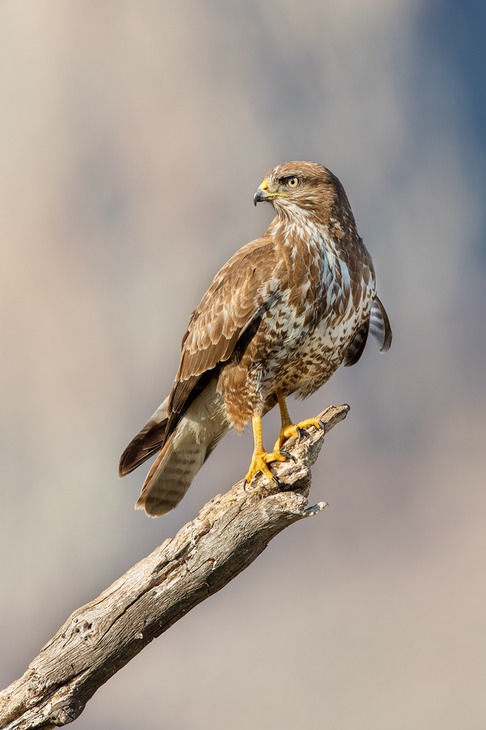 common buzzard