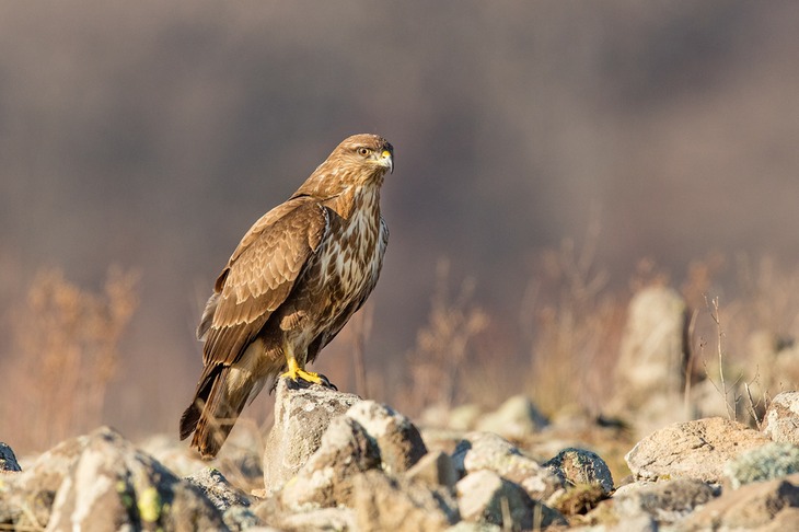 common buzzard