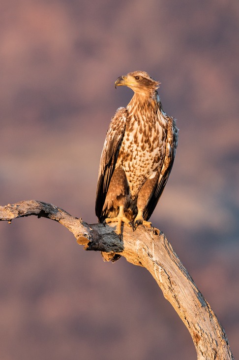 white tailed eagle