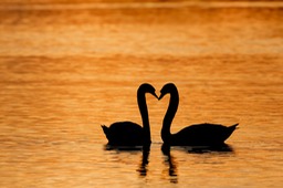 mute swan