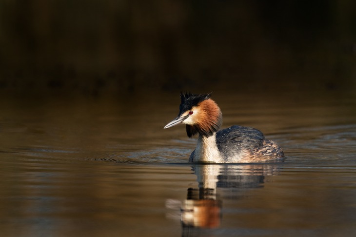 great crested grebe