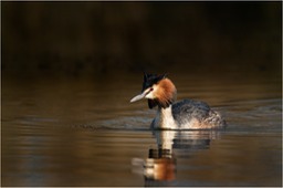 great crested grebe