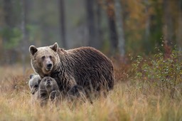 brown bear