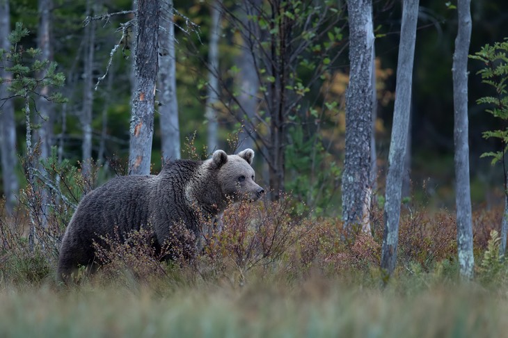 brown bear