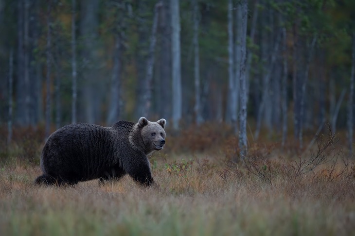 brown bear