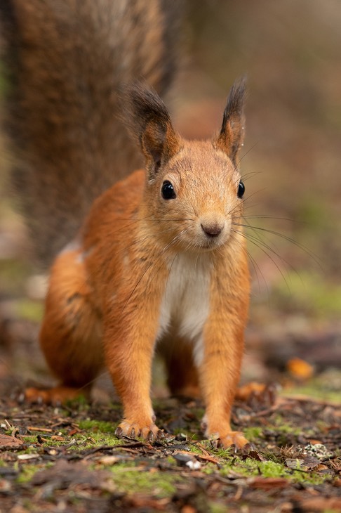 red squirrel