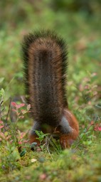 red squirrel