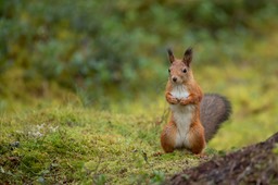 red squirrel