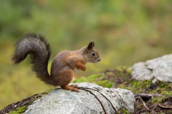 red squirrel