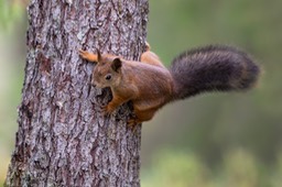 red squirrel