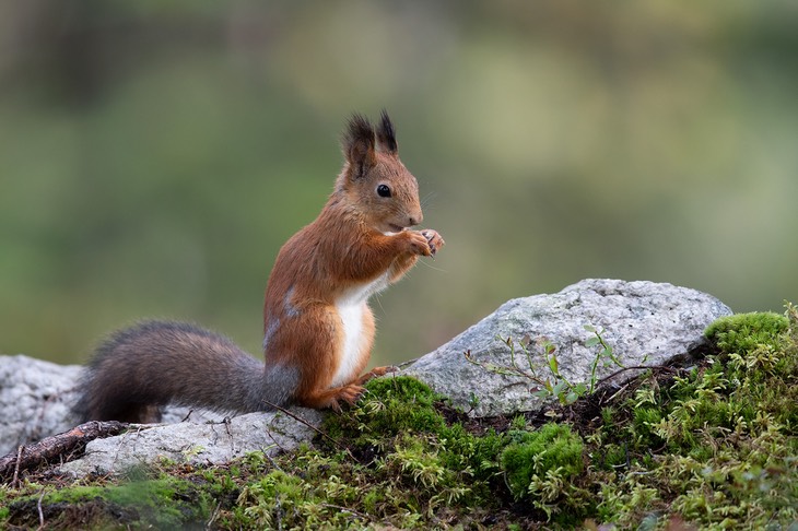 red squirrel