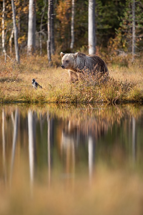 brown bear