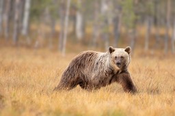 brown bear