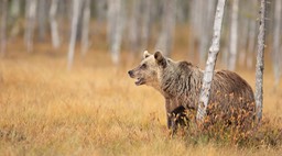 brown bear