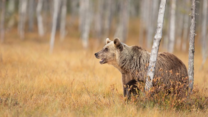 brown bear
