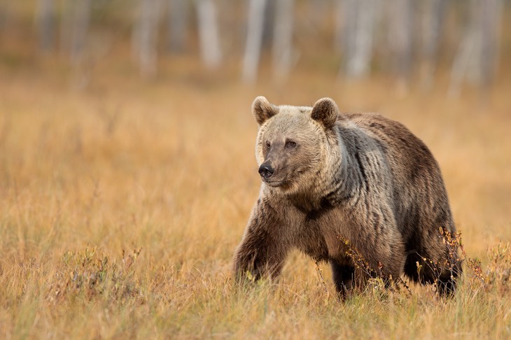 brown bear