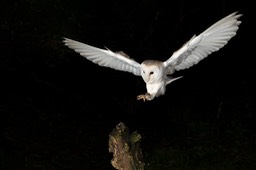 barn owl