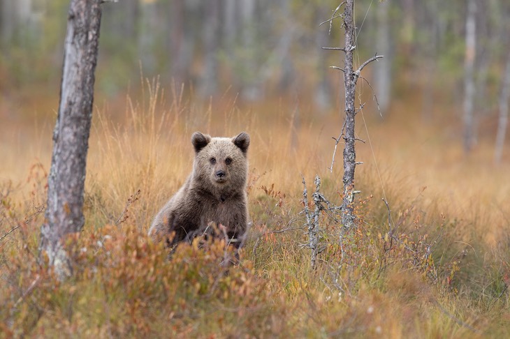 brown bear