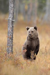 brown bear