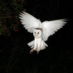 barn owl