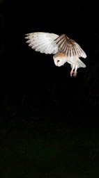 barn owl