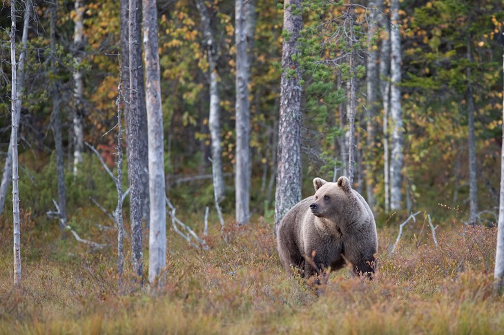 brown bear