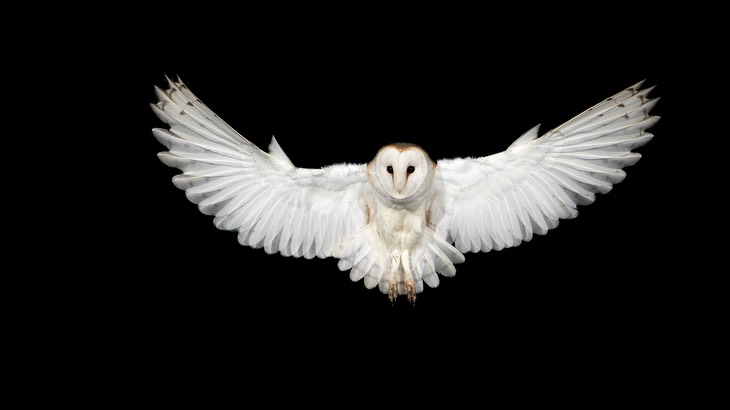 barn owl