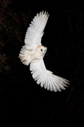 barn owl