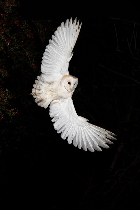 barn owl