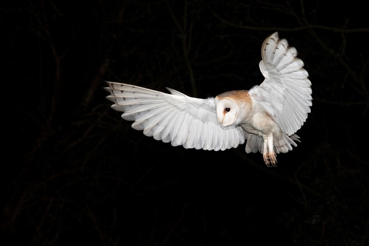 barn owl