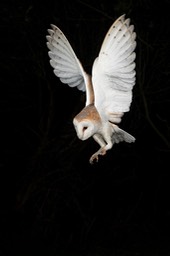 barn owl