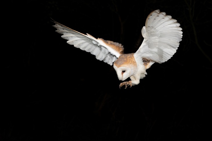 barn owl