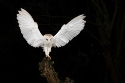 barn owl