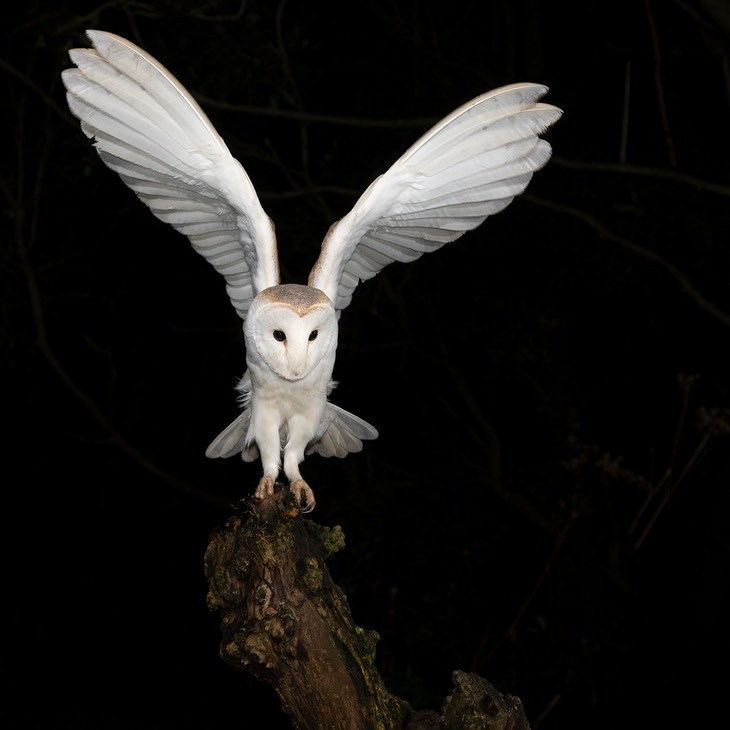 barn owl