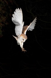 barn owl