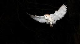 barn owl