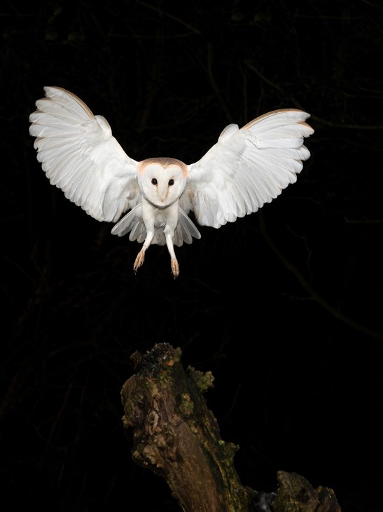 barn owl