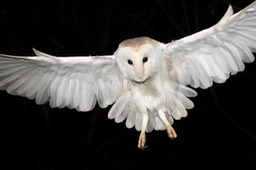 barn owl