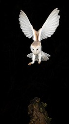 barn owl