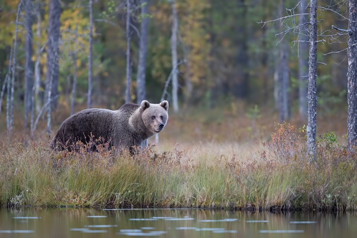 brown bear