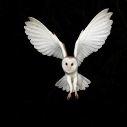 barn owl