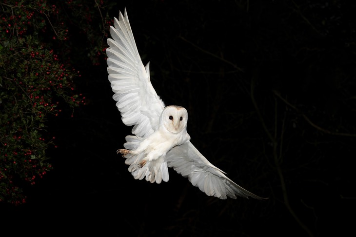 barn owl