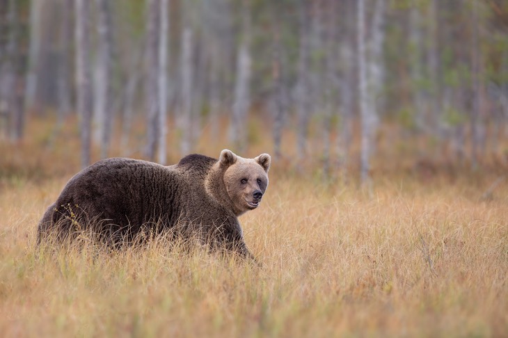 brown bear