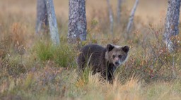 brown bear