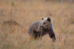 brown bear