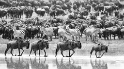 wildebeest